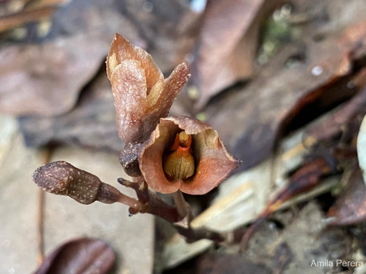 Gastrodia munasinghae Atthanagoda, C.Bandara & Kumar